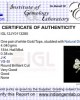 Diamond Butterfly Earring with Diamonds in White Gold Diamond Butterfly Earring with Diamonds in White Gold